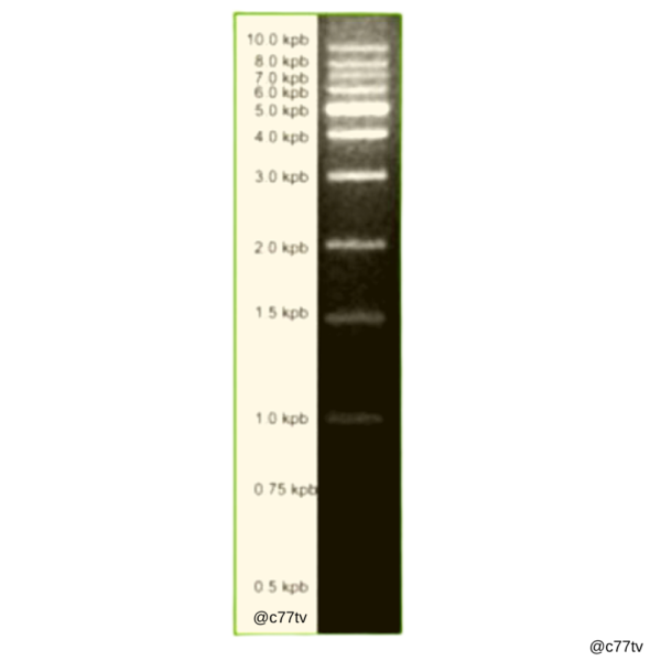 Marcador de peso molecular de 1kb DNA Ladder (12 fragmentos entre 250 pb e 10.000pb - 100 ng/uL - 500 uL) - 100 aplicações | 13-4004-01 | -20°C