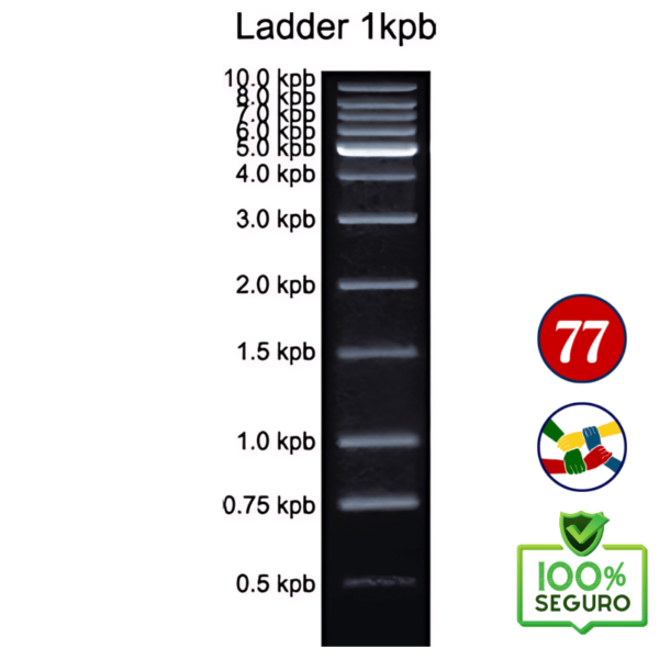 Marcador de peso molecular, Ladder 1 kb 500 µl (100 reações) 14-4004-01